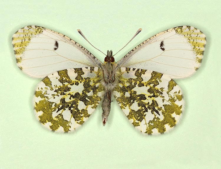 Typical Orange-tip (Anthocharis cardamines)