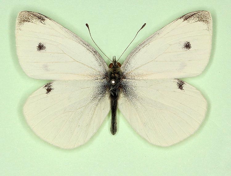 Typical Small White (Pieris rapae)