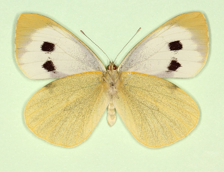 Typical Large White (Pieris brassicae)