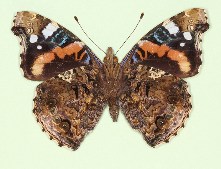 Typical Red Admiral (Vanessa atalanta)