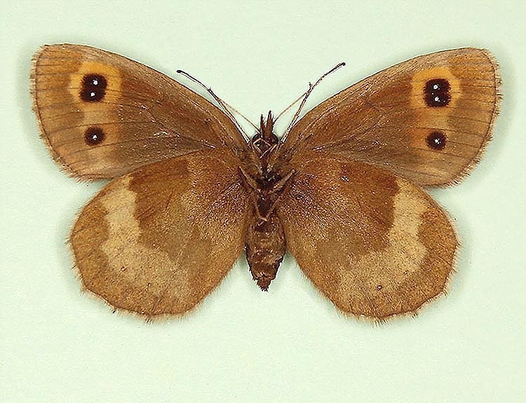 Typical Scotch Argus (Erebia aethiops)