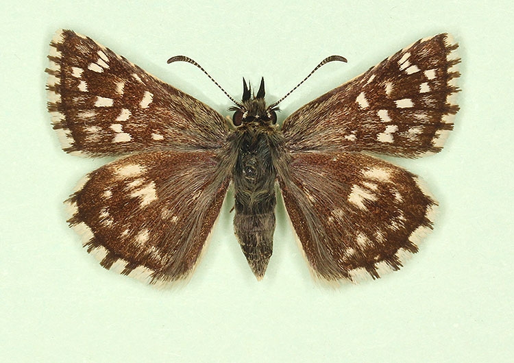 Typical Grizzled Skipper (Pyrgus malvae)
