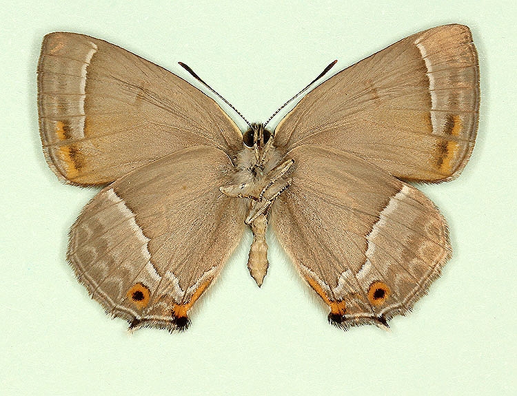 Typical Purple Hairstreak (Neozephyrus quercus)