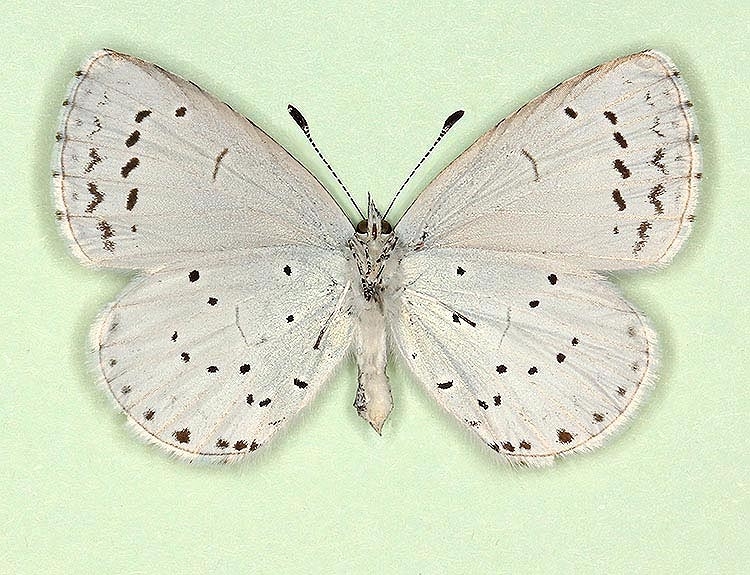 Typical Holly Blue (Celastrina argiolus)