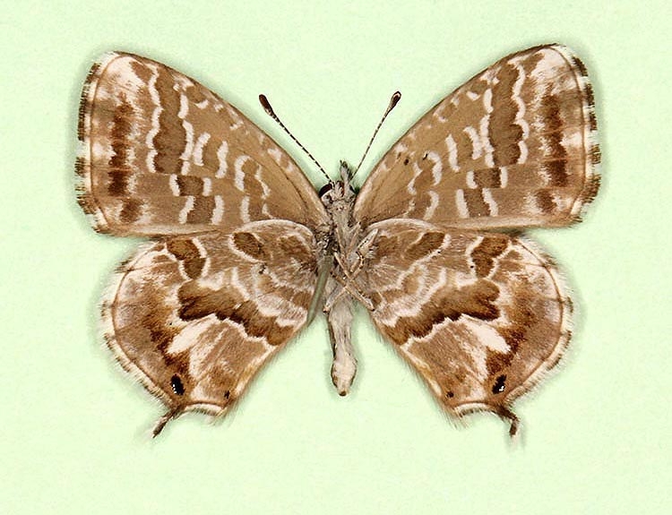 Typical Geranium Bronze (Cacyreus marshalli)