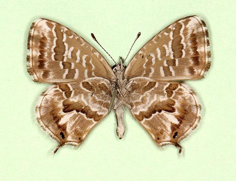 Typical Geranium Bronze (Cacyreus marshalli)
