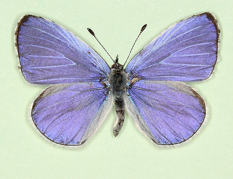 Typical Holly Blue (Celastrina argiolus)