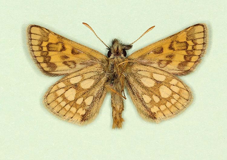 Typical Chequered Skipper (Carterocephalus palaemon)