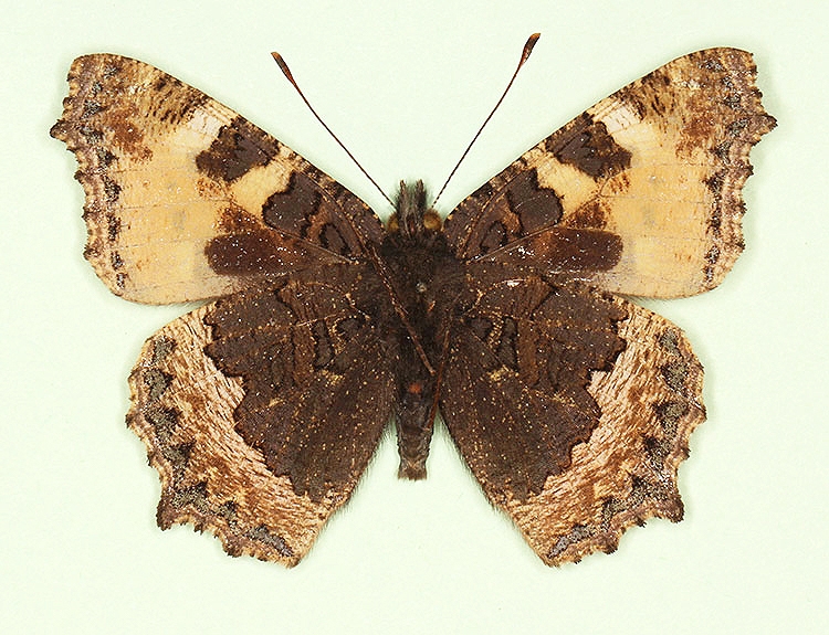 Typical Small Tortoiseshell (Aglais urticae)