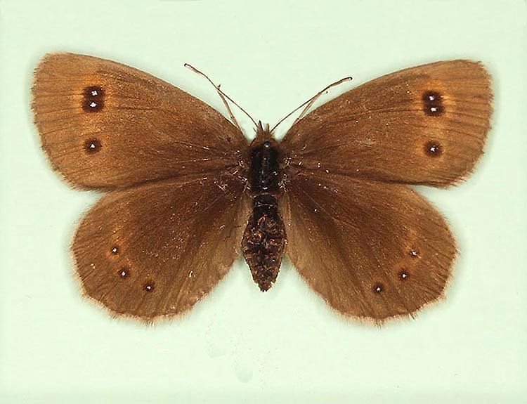 Typical Scotch Argus (Erebia aethiops)