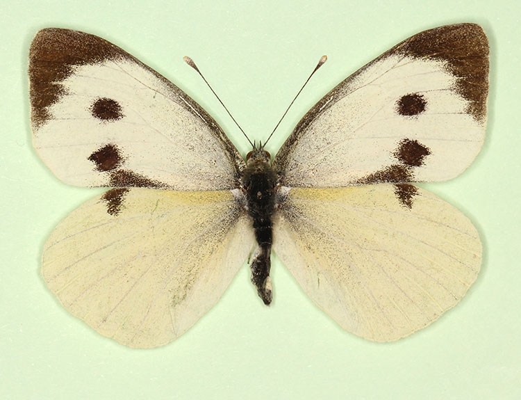 Typical Large White (Pieris brassicae)