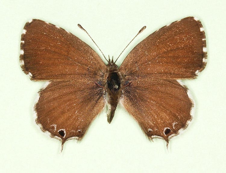 Typical Geranium Bronze (Cacyreus marshalli)