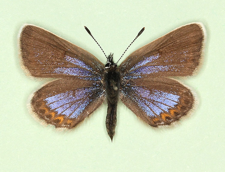 Typical Silver-studded Blue (Plebejus argus)