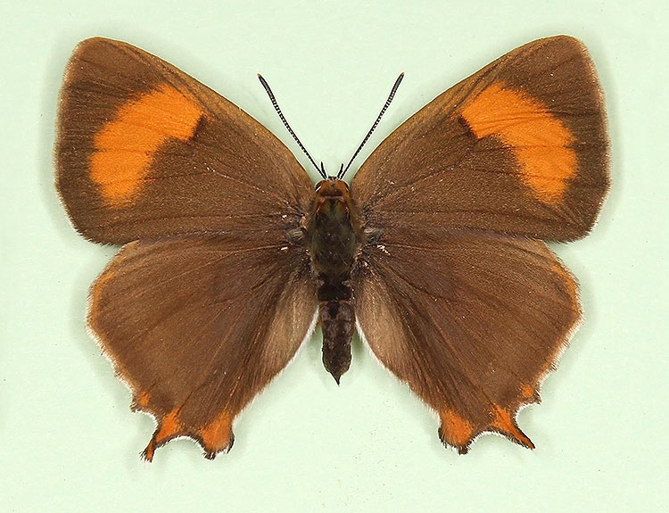 Typical Brown Hairstreak (Thecla betulae)