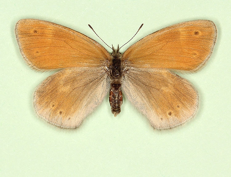 Typical Large heath (Coenonympha tullia)