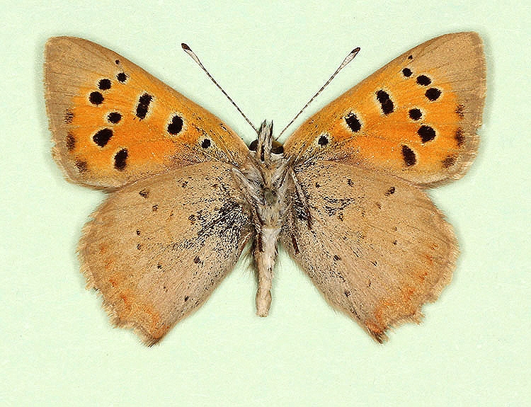 Typical Small Copper (Lycaena phlaeas)