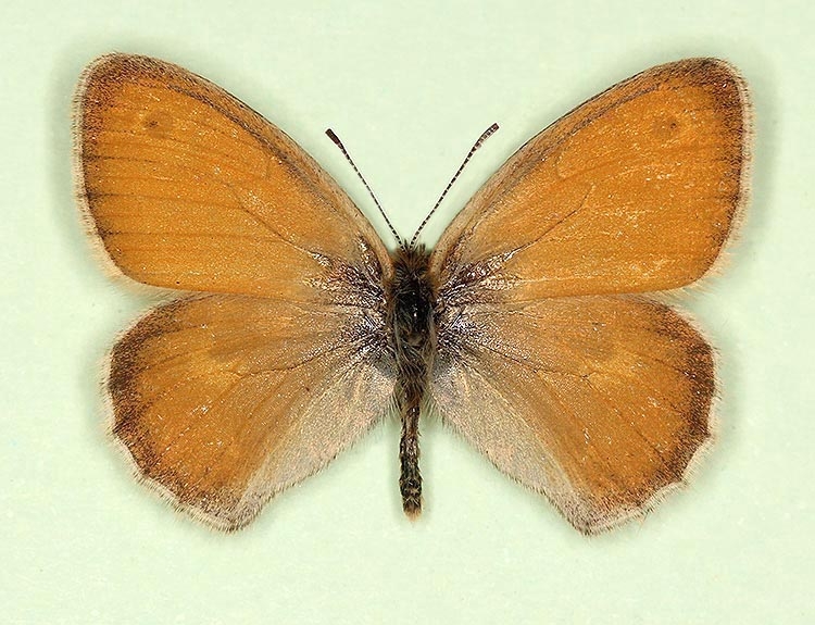 Typical Small Heath (Coenonympha pamphilus)