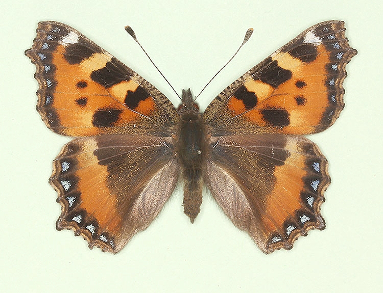 Typical Small Tortoiseshell (Aglais urticae)