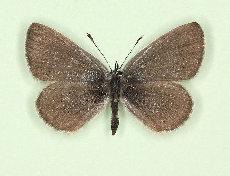 Typical Small Blue (Cupido minimus)