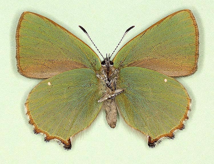 Typical Green Hairstreak (Callophrys rubi)