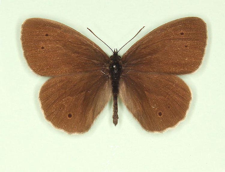 Typical Ringlet (Aphantopus hyperanthus)