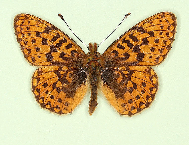 Typical Pearl-bordered Fritillary (Boloria euphrosyne)