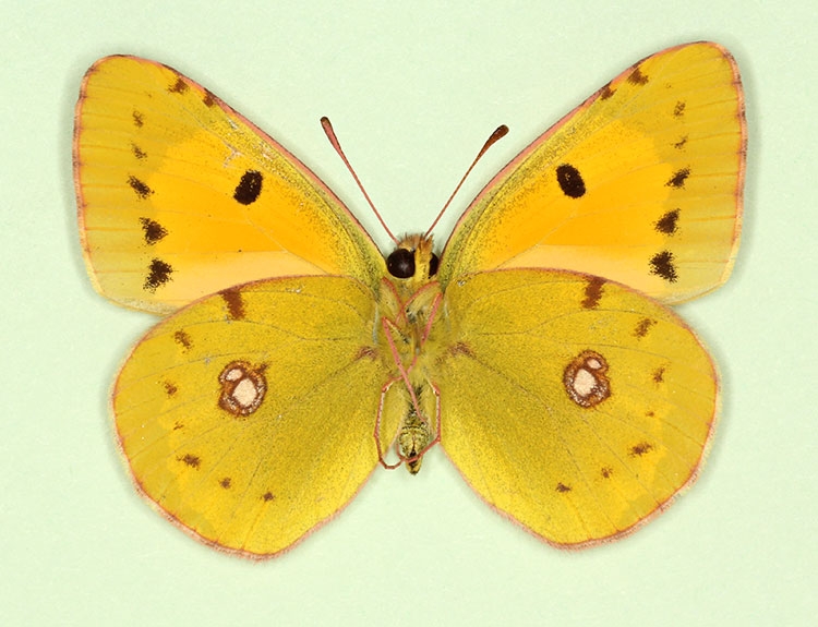 Typical Clouded Yellow (Colias croceus)