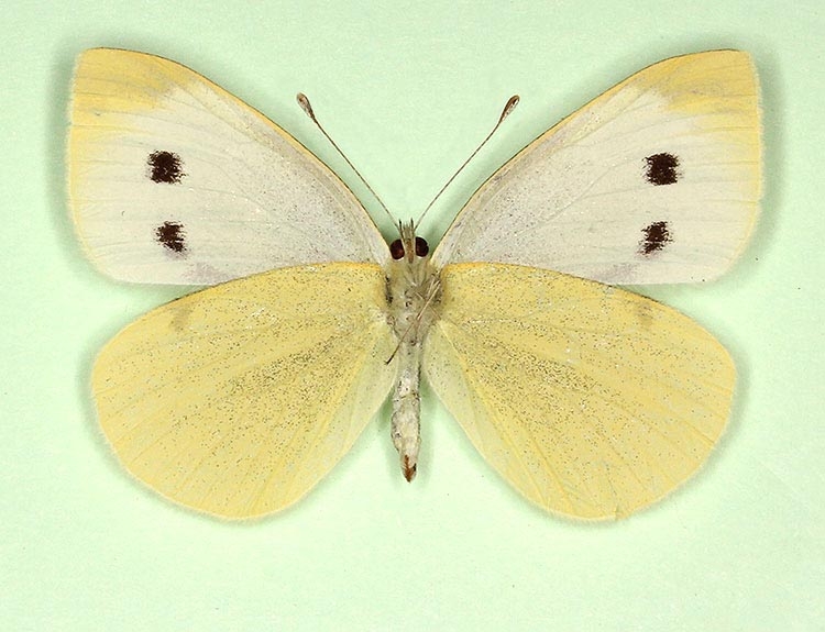 Typical Small White (Pieris rapae)