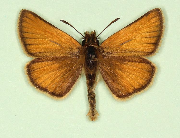 Typical Essex Skipper (Thymelicus lineola)