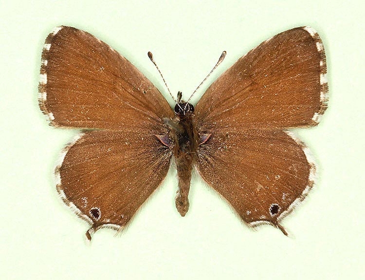 Typical Geranium Bronze (Cacyreus marshalli)