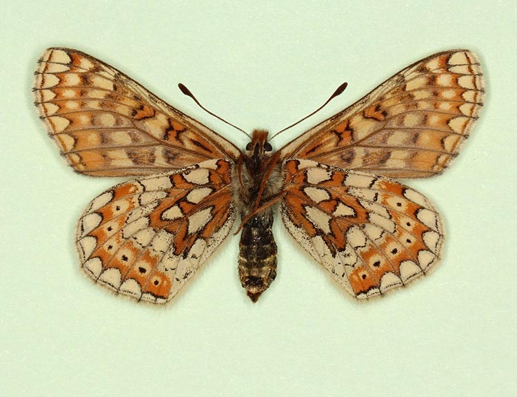 Typical Marsh Fritillary (Euphydryas aurinia)