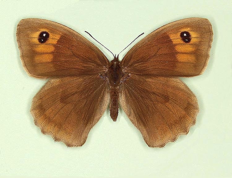 Typical Meadow Brown (Maniola jurtina)