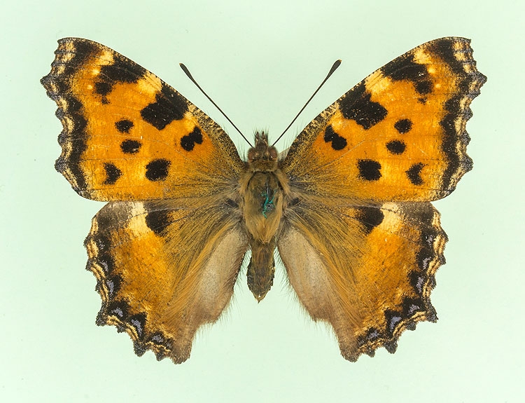 Typical Large Tortoiseshell (Nymphalis polychloros)