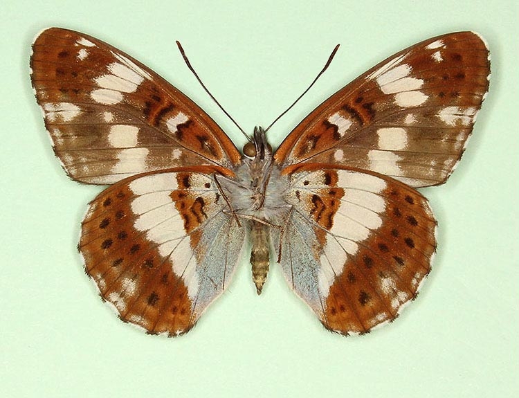 Typical White Admiral (Limenitis camilla)