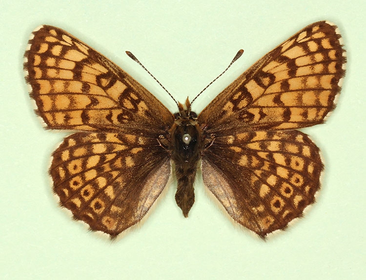 Typical Glanville Fritillary (Melitaea cinxia)