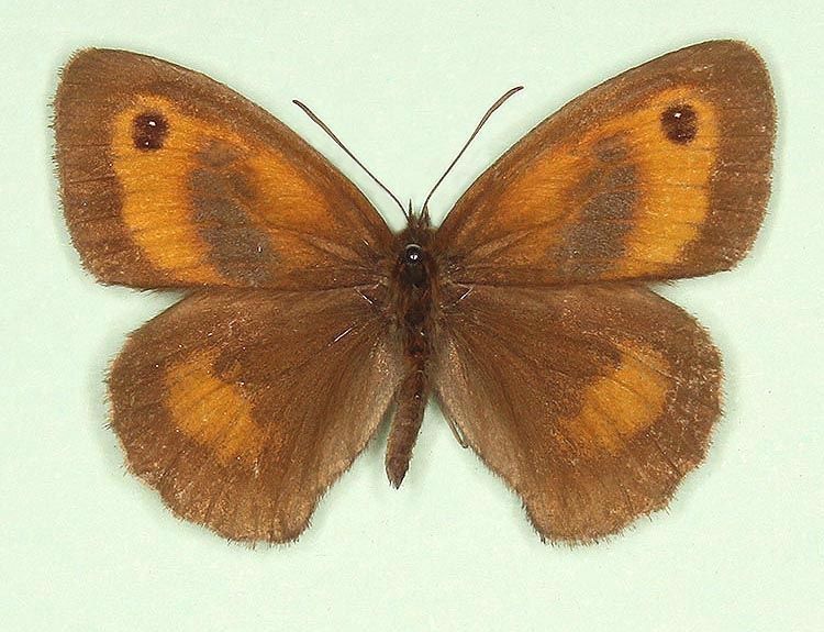 Typical Gatekeeper (Pyronia tithonus)