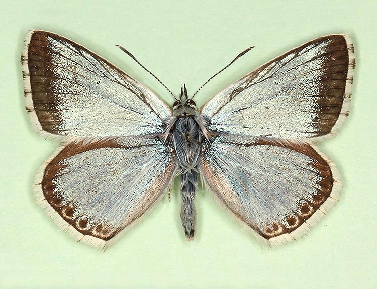 Typical Chalkhill Blue (Polyommatus (Lysandra) coridon)