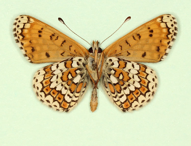 Typical Glanville Fritillary (Melitaea cinxia)