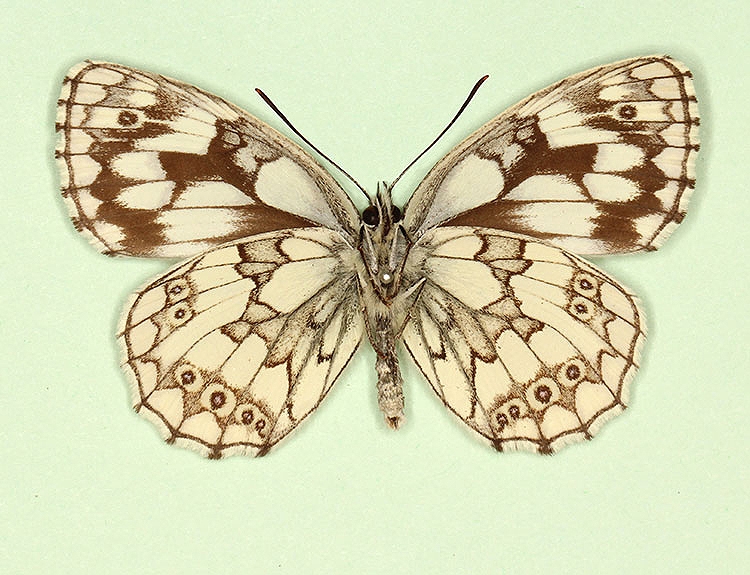 Typical Marbled White (Melanargia galathea)