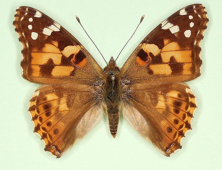 Typical Painted Lady (Vanessa cardui)