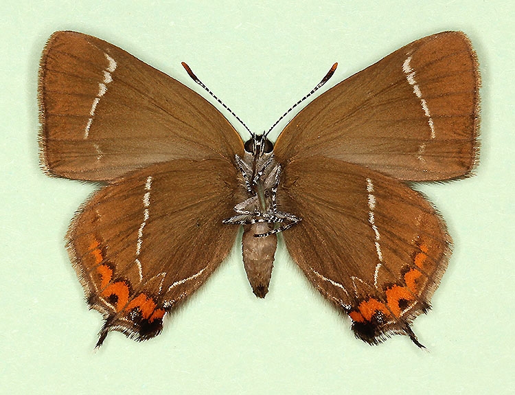 Typical White-letter Hairstreak (Satyrium w-album)