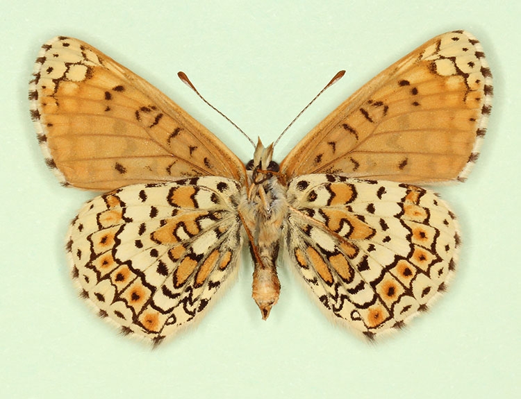 Typical Glanville Fritillary (Melitaea cinxia)