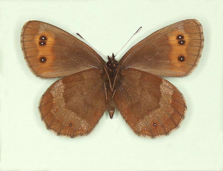 Typical Scotch Argus (Erebia aethiops)