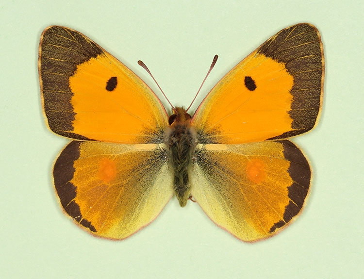 Typical Clouded Yellow (Colias croceus)