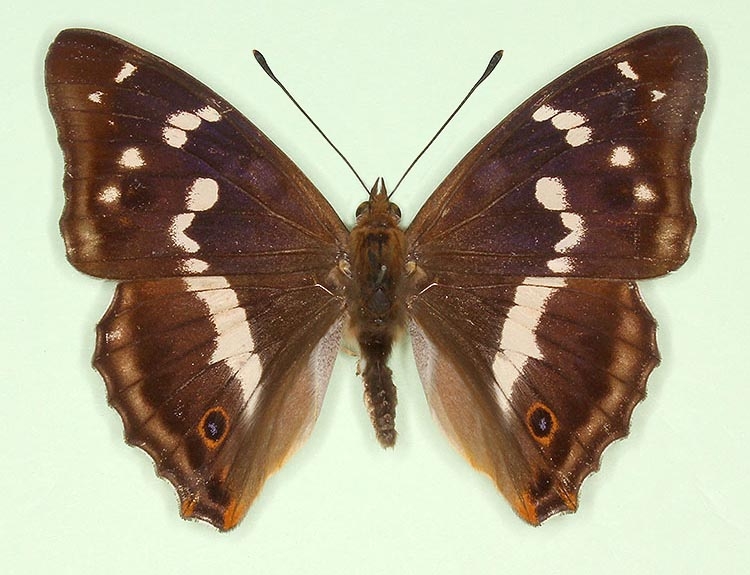 Typical Purple Emperor (Apatura iris)