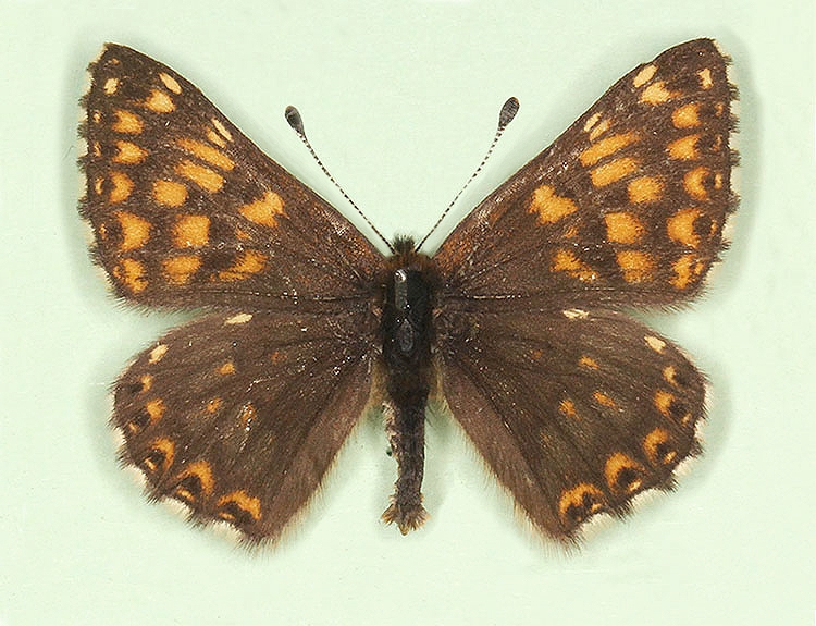 Typical Duke of Burgundy (Hamearis lucina)