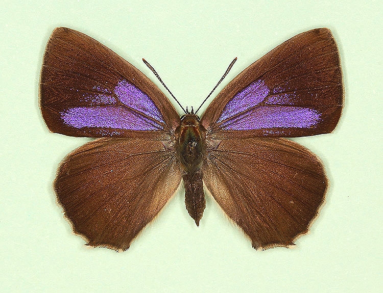 Typical Purple Hairstreak (Neozephyrus quercus)
