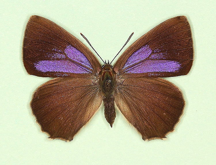 Typical Purple Hairstreak (Neozephyrus quercus)