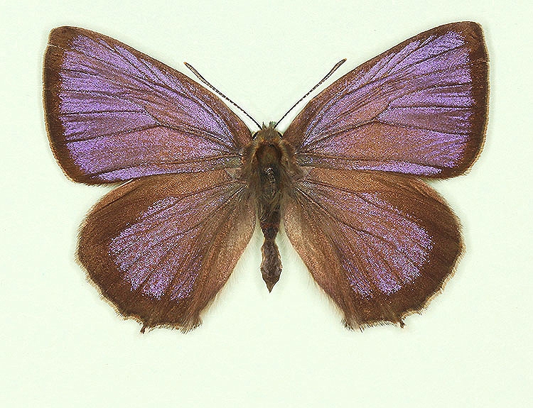 Typical Purple Hairstreak (Neozephyrus quercus)