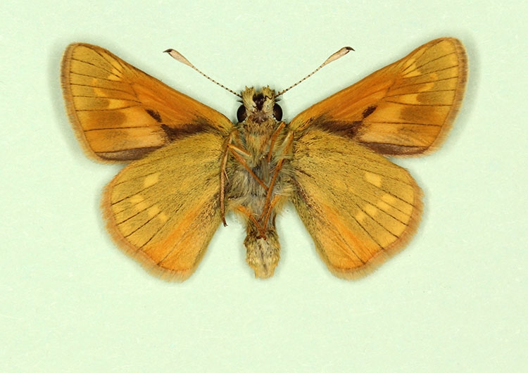 Typical Large Skipper (Ochlodes sylvanus)